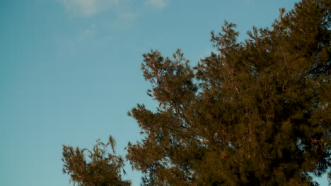 Scenic-view-of-thrush-bird-flock-leaves-pine-tree-on-sunny-day,-static