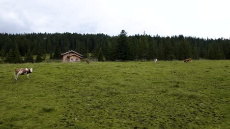 Four-cows-grazing-peacefully-in-extensive-meadow-in-Austrian-mountains