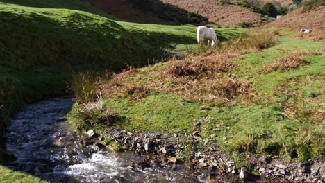 Blick-über-Einen-Kleinen-Fließenden-Bach-Auf-Wilde-Ponys,-Die-Gras-Fressen-Und-In-Einem-Shropshire-Tal-In-England-Schlafen,-10-Sek.,-Weitwinkel,-4k