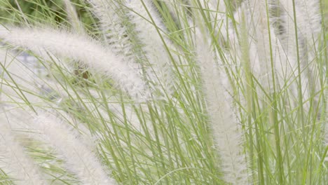Cogon-Gras-Der-Lalang-Blume,-Die-Vom-Wind-Auf-Einem-Verschwommenen-Hintergrund-Auf-Dem-Land-Bewegt-Wird