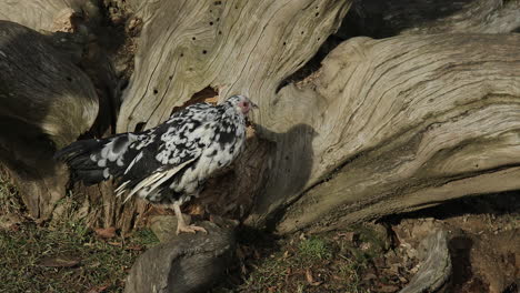 Closeup-of-Plymouth-Rock-Domestic-Chicken
