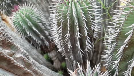 Tall-South-African-cactus-with-very-long-thorns-all-over-with-faded-teal-colored-green-stems,-beautiful-natural-teal-green-texture-and-patterns-as-camera-moves-in-slow-motion