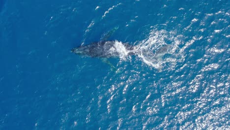 Humpback-Whales-Playing-with-Dolphins-off-the-Coast-of-Oahu,-Hawaii