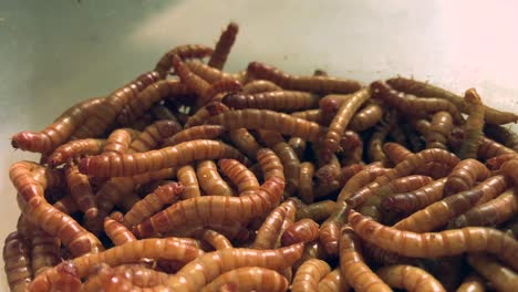 Panning-Close-up-Shot-of-Mealworms.-Sliding-Left