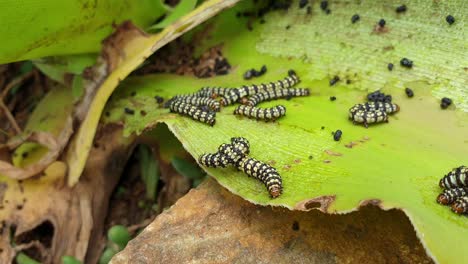 Caterpillar-black-striped-worms-moving-around-and-feeding-on-a-big-succulent-leaf