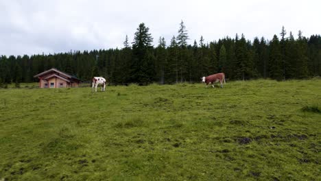 Drone-flying-around-two-cows-grazing-peacefully-in-grassy-meadow-in-Austria
