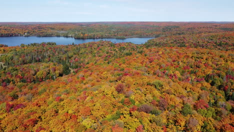 Drone-flyover-Majestic-Fall-colors-forest-from-Alonquin-park,-Season-landscape