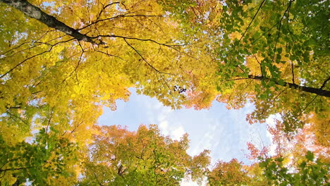 Bäume-Im-Wald-In-Wunderschöner-Herbstlicher-Natur-Betrachten-Und-Hochkippen