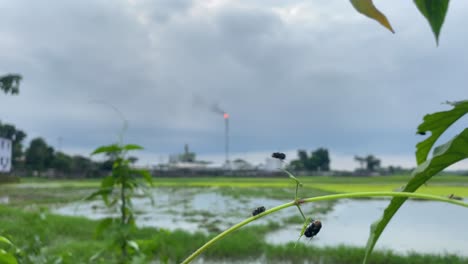 Three-flies-standing-on-thin-stem-plant-with-polluting-factories-on-background