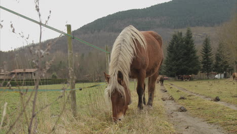 Brown-horse-with-blond-hair-eating-grass-in-the-field