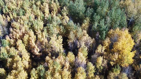 Lovely-overhead-shot-of-vibrant-colored-trees-in-the-autumn-in-Alberta-Canada