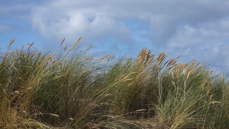 Reeds-and-grasses-blowing-in-the-wind-on-a-Uk-beach,-In-Slow-Motion---20-Second-Version