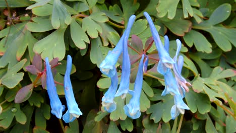 Mid-shot-of-Corydalis-Blue-Heron-bush-showing-Corydalis-flowers