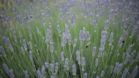 Bumblebee-flying-in-lavender