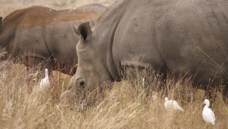 Cinematic-shot-of-a-Rhino-family-grazing-grass-together-in-the-forest-with-white-ergets-walking-alongside,-close-up-shot