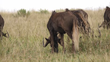 Herd-of-black-wildebeest-grazing-grass-in-the-grassland,-South-Africa