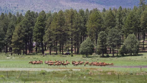 Elk-in-the-distance-near-a-road-with-Ponderosa-pines-behind-them