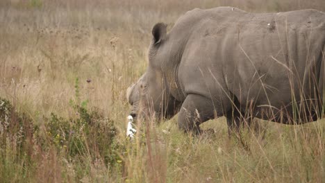 Rhino-with-no-horn-walking-and-grazing-in-the-grassland-with-white-ergets-walking-alongside,-long-shot