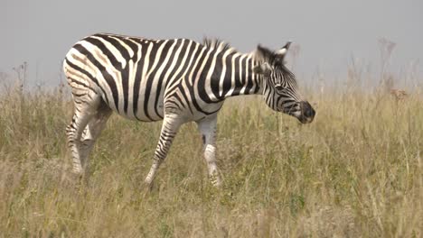 Cinematic-shot-of-a-black-and-white-stripped-baby-Zebra-walking-in-the-grassland-forest-with-black-wildebeest-gazing-in-the-background,-Soth-Africa