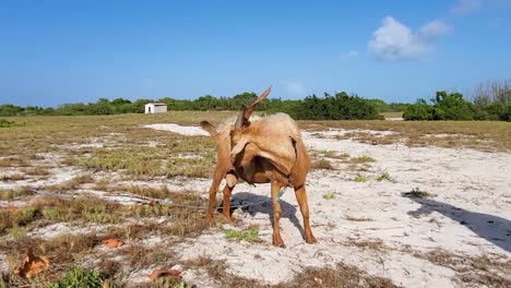 Braune-Gebundene-Ziege-Am-Weißen-Sandstrand-Karibikinsel-Crasqui-Island,-Zähmbares-Konzept