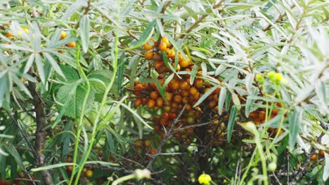 Hippophae-rhamnoides-flowering-shrub-plant-with-barries,-closeup-dolly-in,-day
