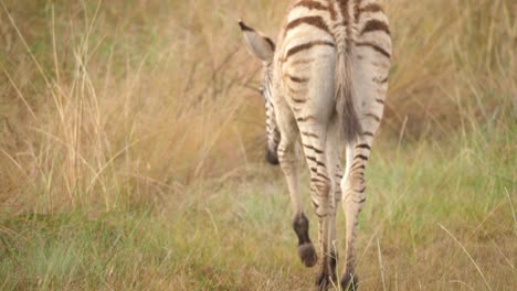 Wild-African-baby-zebra-walking-and-grazing-solo-in-the-grassland,-South-Africa
