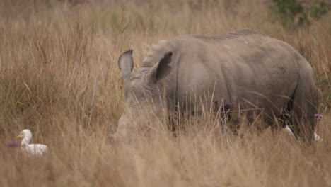 Baby-rhino-with-horn-eating-grass-in-the-forest-followed-by-white-ergets,-Tracking-shot