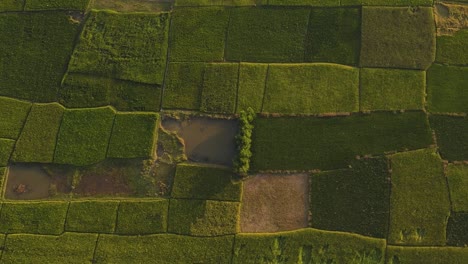 Toma-Aérea-Cinematográfica-De-Drones-De-Tierras-De-Cultivo-En-Bangladesh,-Sylhet