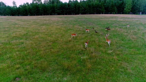 Scared-reindeers-running-on-looking-at-drone,-capturing-them