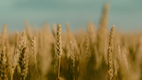 Selective-focus-on-wheat-crop-plants-ready-for-harvesting,-slow-motion