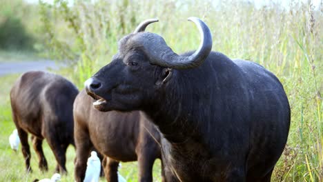 Closeup-of-chewing-African-Buffalo,-static-shot
