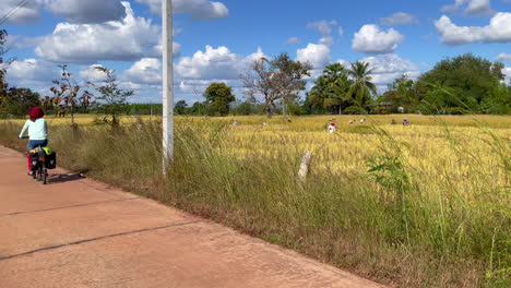A-stationary-panning-footage-of-a-commuting-woman-riding-her-bike-with-panniers-passing-by-a-rice-field-at-the-roadside-with-working-farmers