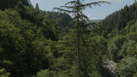 árboles-Coníferos-En-Las-Montañas-Del-Parque-Central-De-Borjomi-En-Georgia