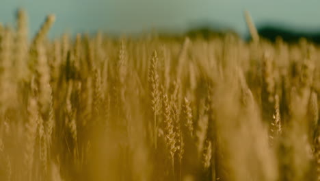 Selected-focus-on-wheat-crops-ready-to-be-harvested,-close-up-shot