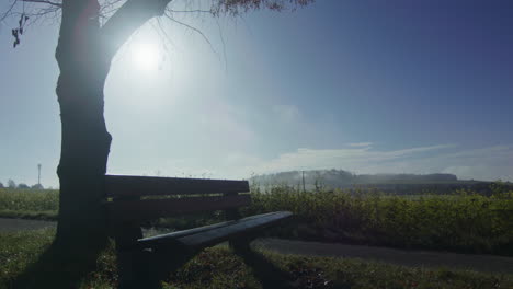 Low-angle-cinematic-shot-of-a-bench-in-front-of-a-single-tree