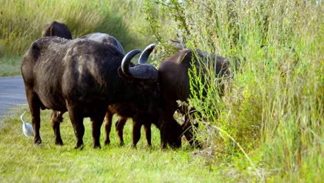 Afrikanischer-Männlicher-Büffel-Mit-Massiven-Hörnern-Inmitten-Einer-Herde-Weiblicher-Büffel