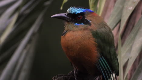 Close-up-view-of-whooping-motmot,-sitting-on-bark-on-tree