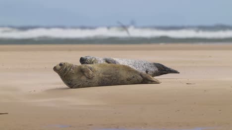 Two-sleepy-Common-Seals-lying-on-beach-in-Texel,-Netherlands,-telephoto,-day