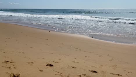 Two-birds-walk-on-an-empty-beach-near-the-sea-waves,-birds-on-the-beach-near-the-sea-in-Cascais,-Portugal