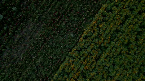 Pflanzfeld-Mit-Drohne-Von-Cempasuchil-Blumen