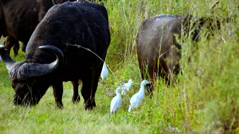 Afrikanischer-Büffel-Und-Weißer-Reiher-Leben-In-Südafrika-Gemeinsam