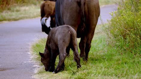 Newborn-young-baby-buffalo-is-unstable-on-his-feet,-walking-around-with-other-buffalo-herd-members