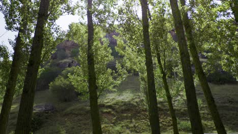 A-La-Deriva-A-Través-De-Un-Misterioso-Y-Exuberante-Bosque-Antiguo-Verde