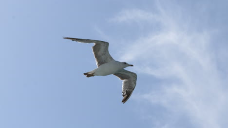 Seagull-Soaring-Stationary-in-the-Wind,-Blue-Sky-Background