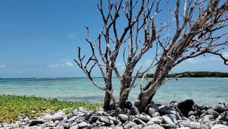 Whitish-dry-tree-on-shore-beach-tilt-down,-francisqui-island-los-Roques,-close-up