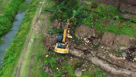 Aerial-birds-eye-view-capturing-a-digger-excavator-chopping-down-the-palm-tree-trunk-with-birds-foraging-on-the-side,-deforestation-for-palm-oil,-environmental-concerns-concept-shot