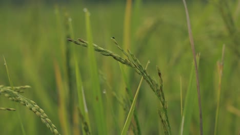 Close-up-of-green-plants-on-rice-paddy-field