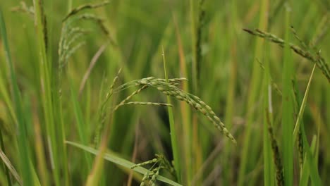 Close-up-view-of-rice-plant-in-green-paddy-field