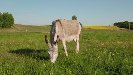 Cute-donkey-is-grazing-in-a-grass-field-during-nice-sunshine-day-and-weather