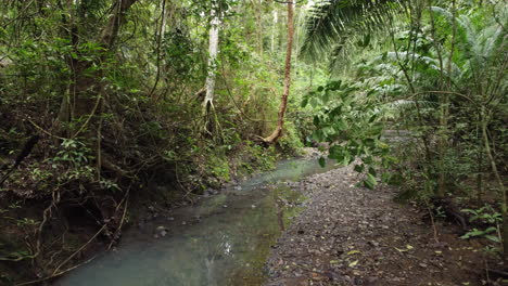 Smooth-walk-in-a-lush,-natural-and-beautiful-jungle-by-a-still-river